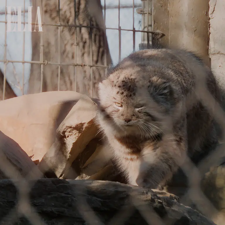 A photograph of Olaf in Calgary Zoo / Wilder Institute