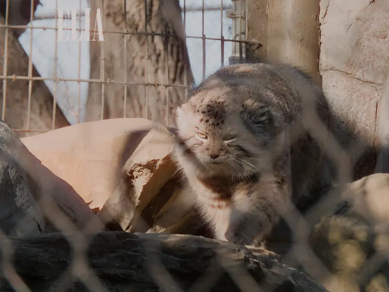 A photograph of Olaf in Calgary Zoo / Wilder Institute
