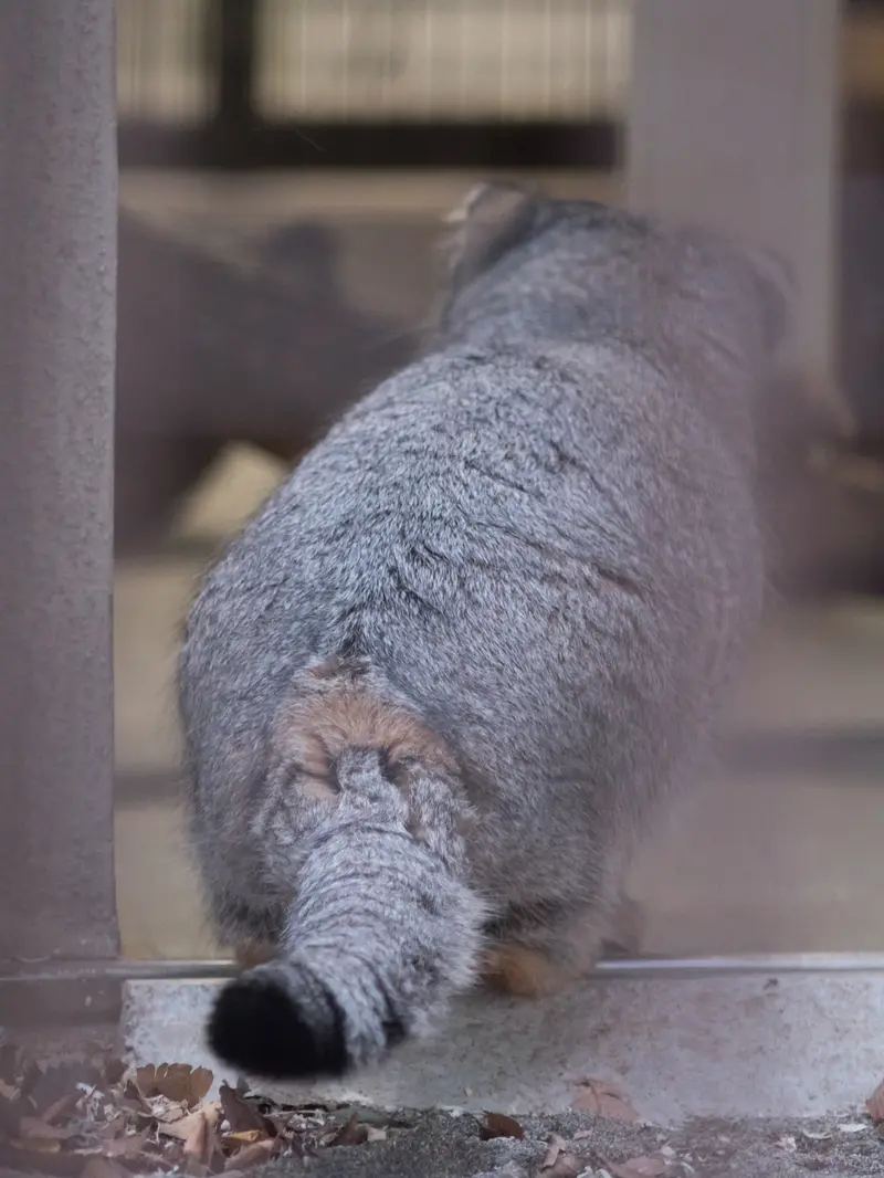 A photograph of Figa in Nogeyama Zoo