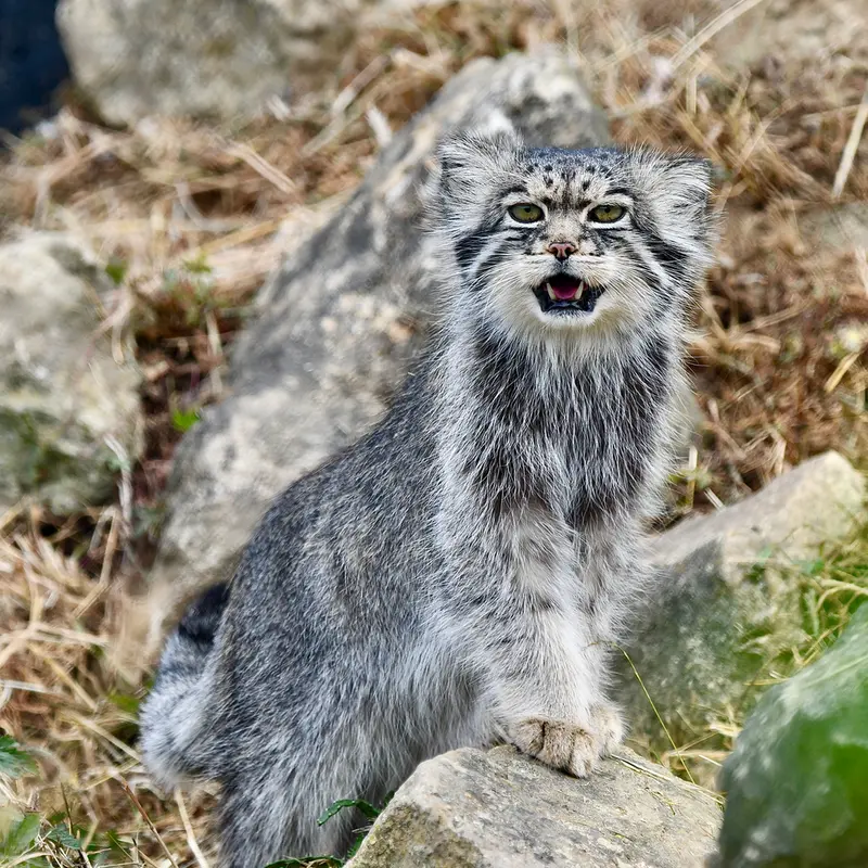 A photograph of Atlan in Port Lympne Wild Animal Park