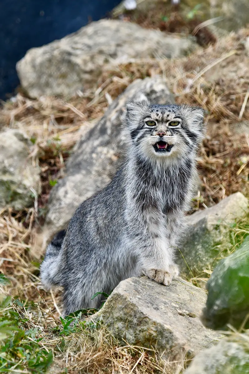 A photograph of Atlan in Port Lympne Wild Animal Park