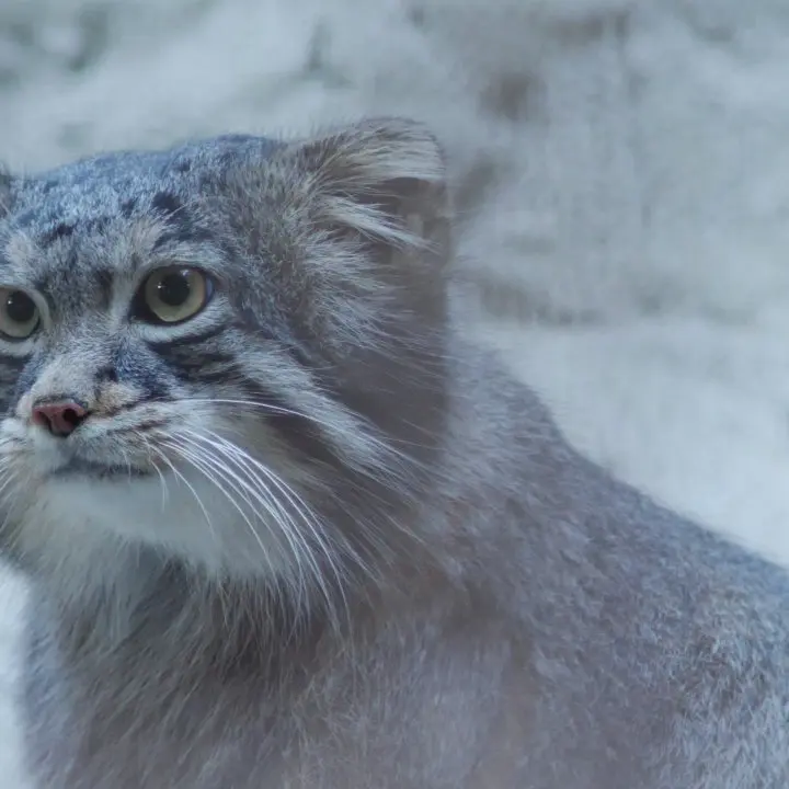 A photograph of Figa in Nogeyama Zoo
