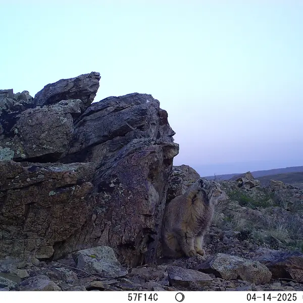 A photograph of Otocolobus manul manul from Karashoky camera trap