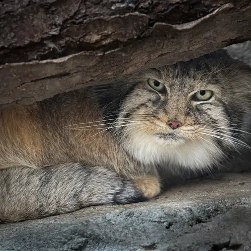 A photograph of Paval in Columbus Zoo and Aquarium