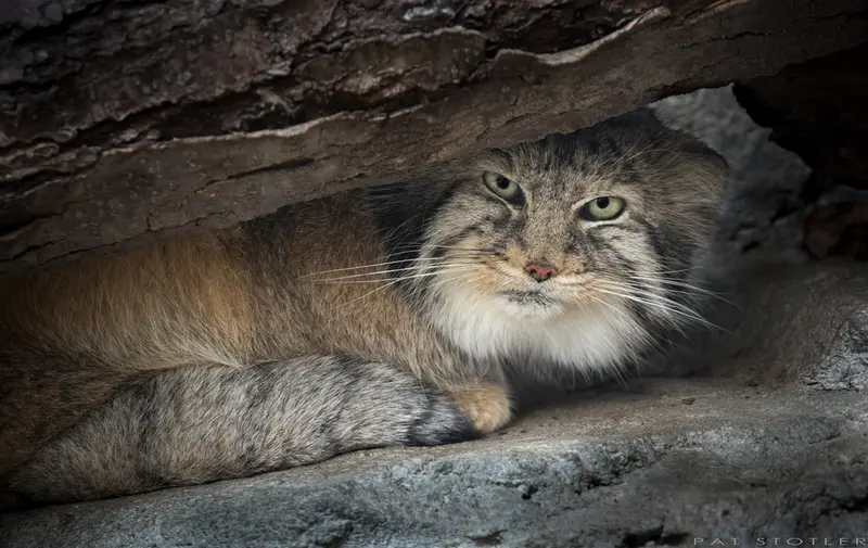 A photograph of Paval in Columbus Zoo and Aquarium