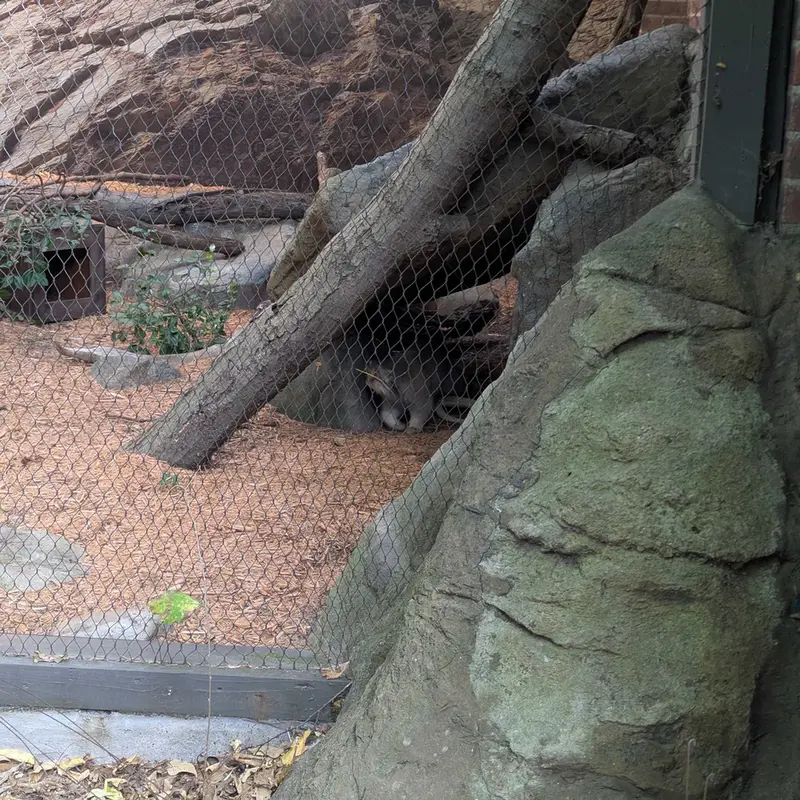 A photograph of Sarnai in Prospect Park Zoo