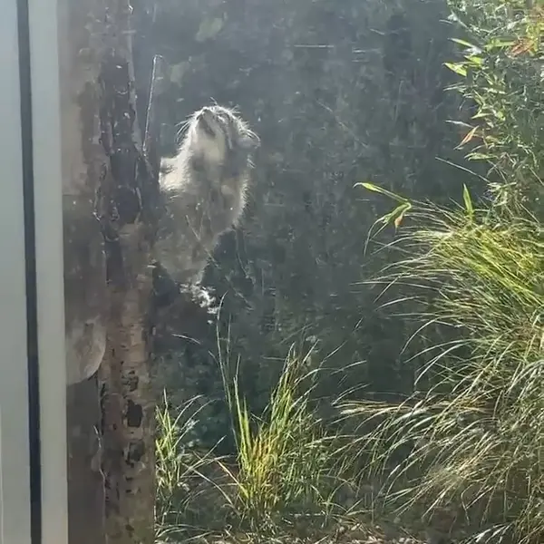 A photograph of a Pallas's cat in Edinburgh Zoo