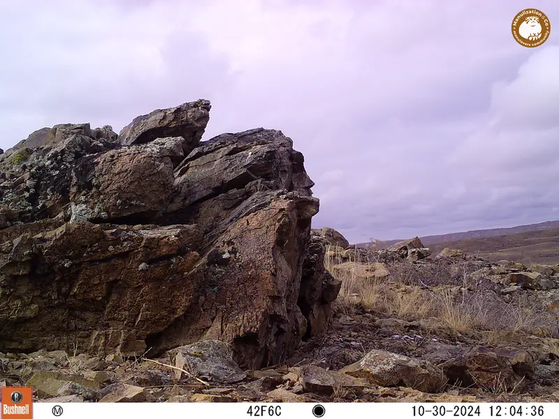 A photograph of a Pallas&#039;s cat from Karashoky camera trap