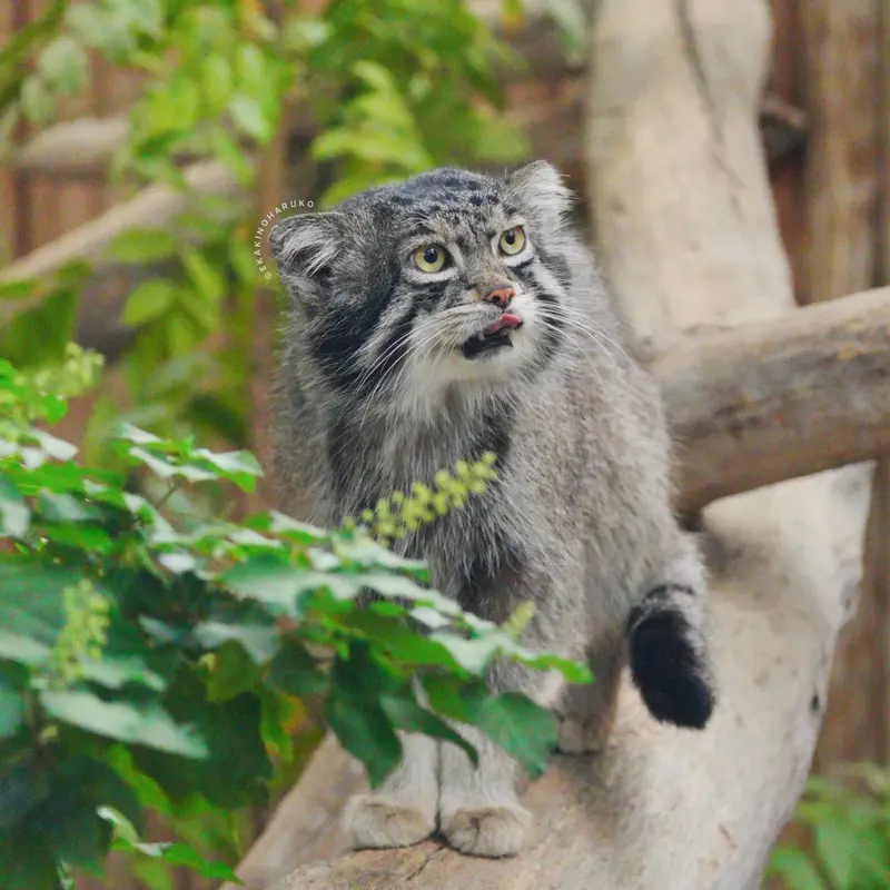 A photograph of Nar in Kobe Animal Kingdom