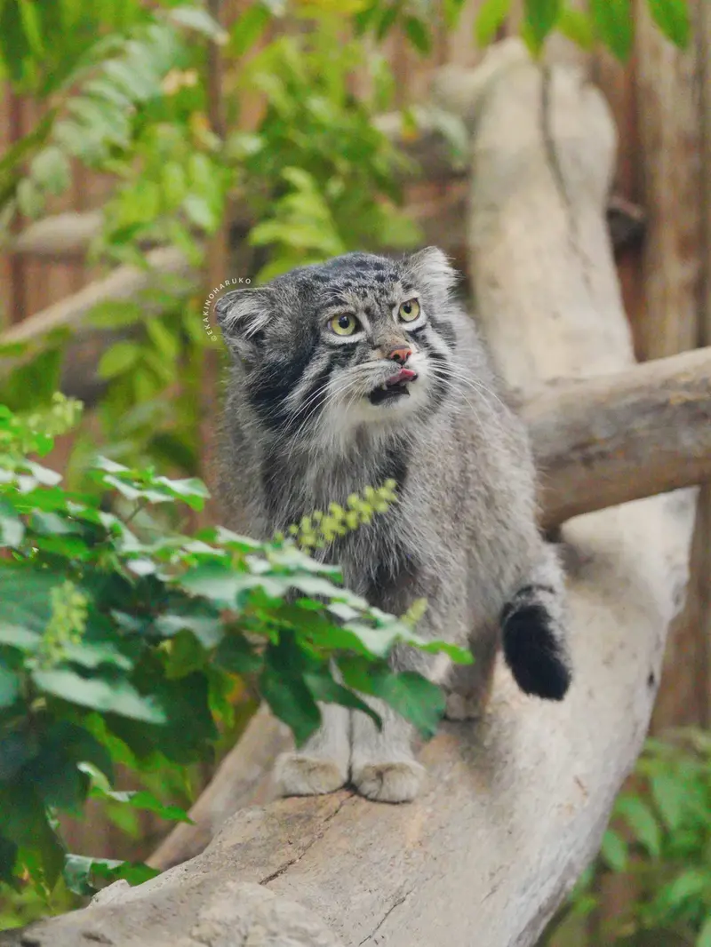A photograph of Nar in Kobe Animal Kingdom