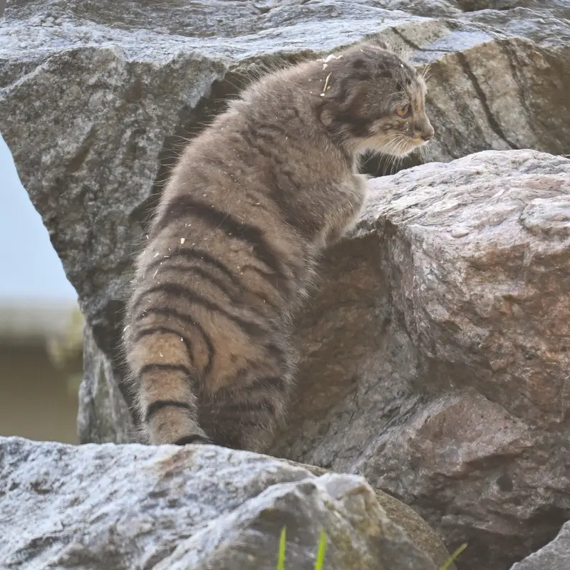 A photograph of Saimi in Korkeasaari Zoo