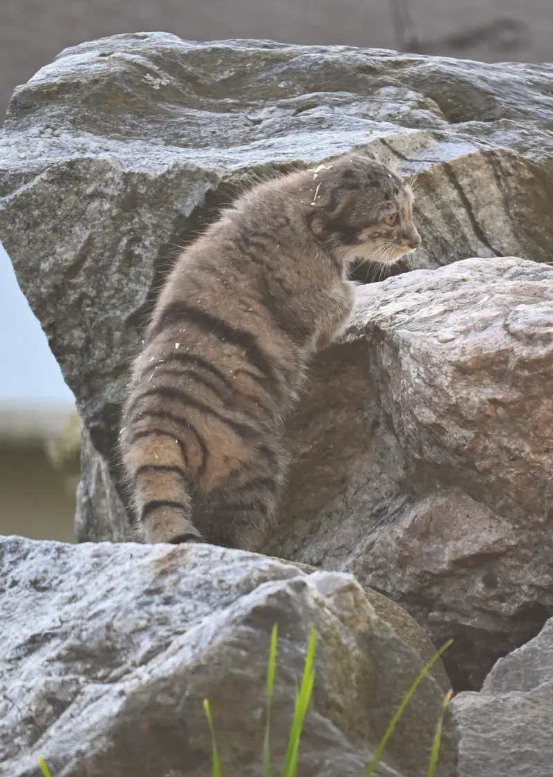 A photograph of Saimi in Korkeasaari Zoo