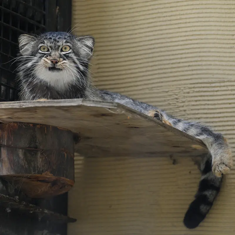 A photograph of Hide in Asahiyama Zoo