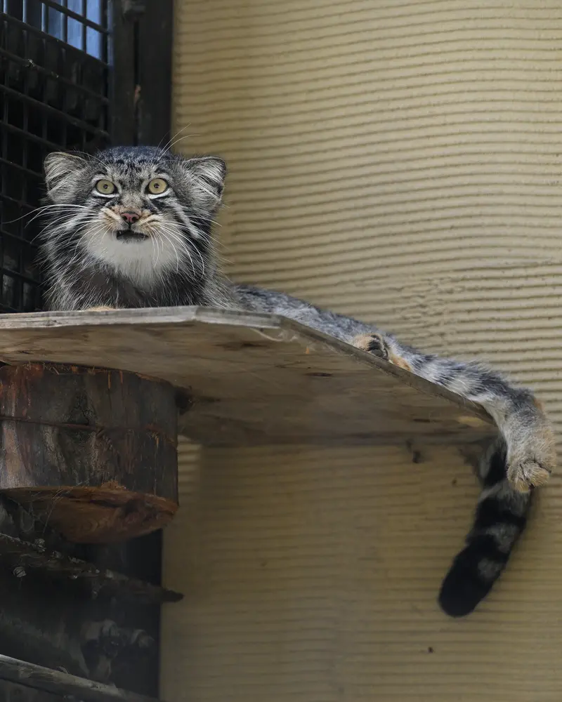 A photograph of Hide in Asahiyama Zoo