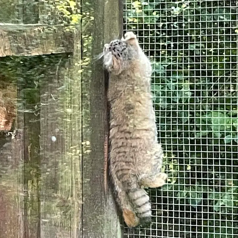 A photograph of Kitten of Alani b.2026 Ⅱ in Košice Zoo
