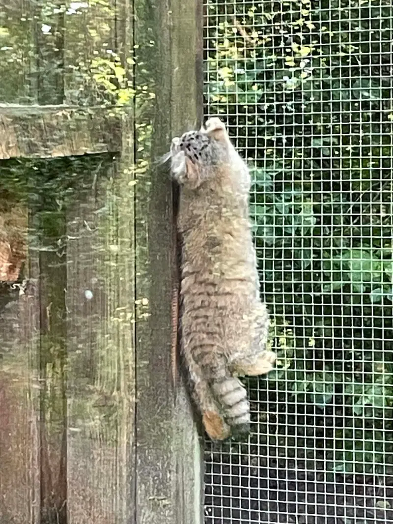 A photograph of Kitten of Alani b.2026 Ⅱ in Košice Zoo