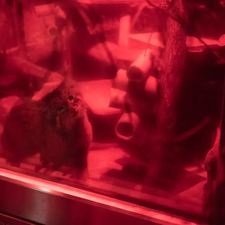 A photograph of Naim in Ueno Zoological Gardens