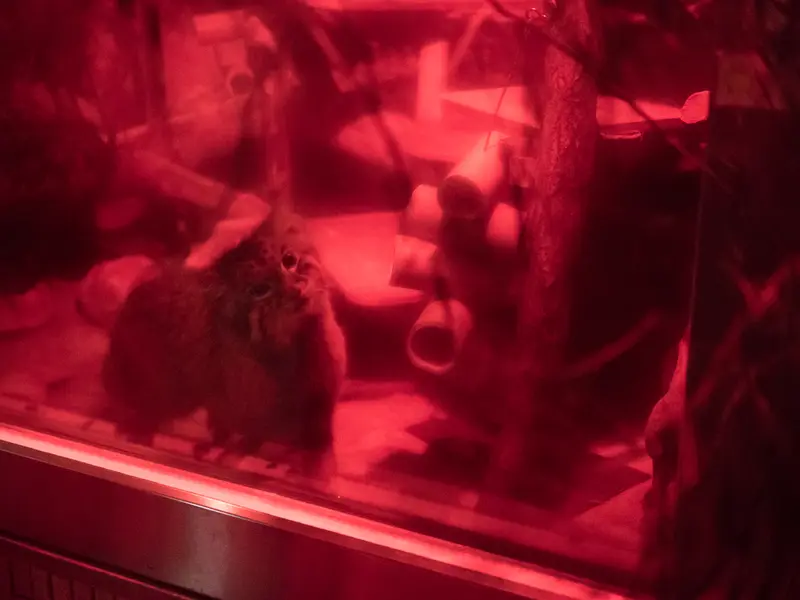 A photograph of Naim in Ueno Zoological Gardens