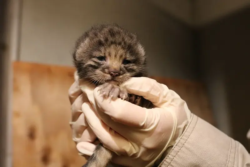 A photograph of a Pallas's cat in Kobe Animal Kingdom