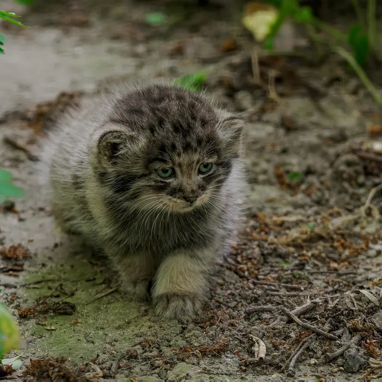 A photograph of a Pallas's cat in Brno Zoo
