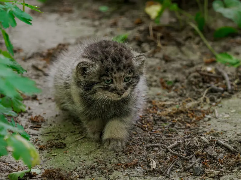 A photograph of a Pallas's cat in Brno Zoo