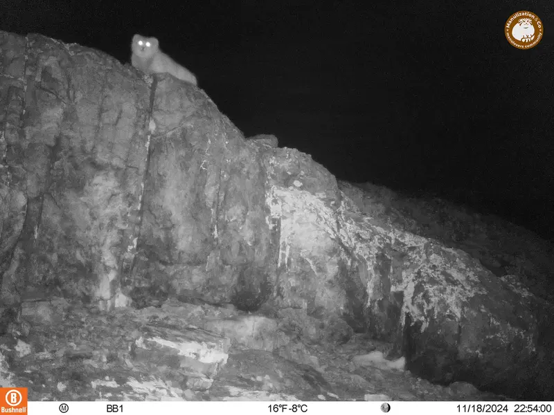 A photograph of Otocolobus manul manul from Aktas-Kunkora camera trap