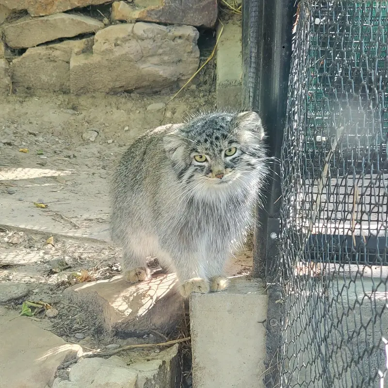 A photograph of Olive in Pueblo Zoo