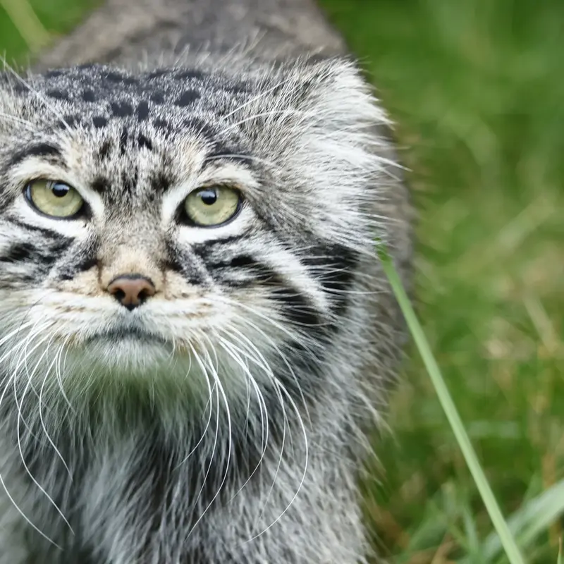 A photograph of a Pallas's cat