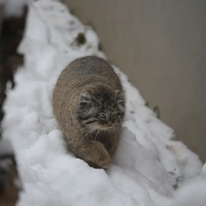 A photograph of Ula in Gdansk Zoo