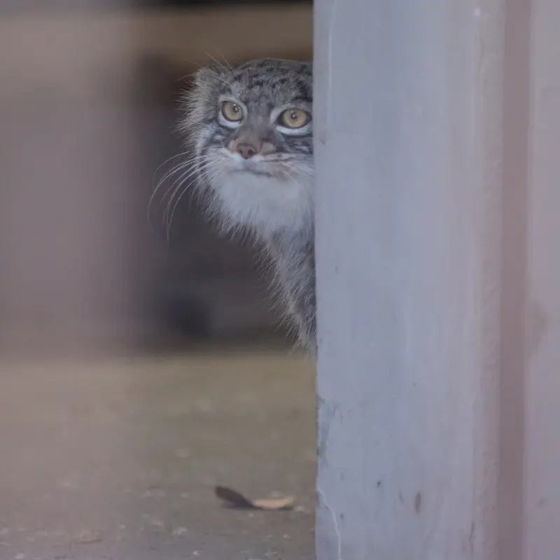 A photograph of Figa in Nogeyama Zoo
