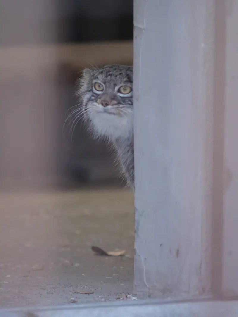 A photograph of Figa in Nogeyama Zoo