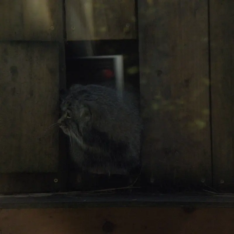 A photograph of a Pallas's cat in The Lakeland Wildlife Oasis