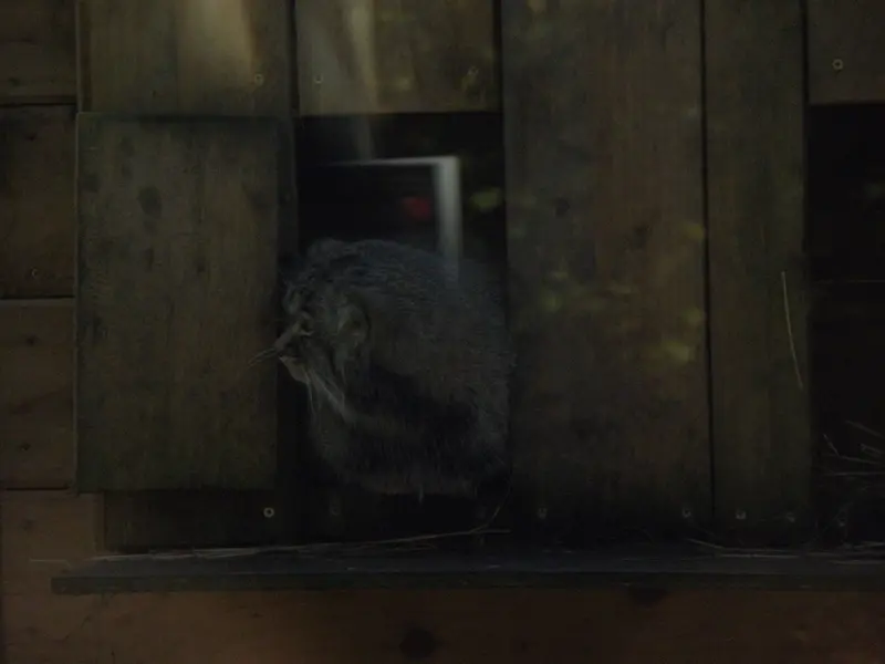 A photograph of a Pallas's cat in The Lakeland Wildlife Oasis