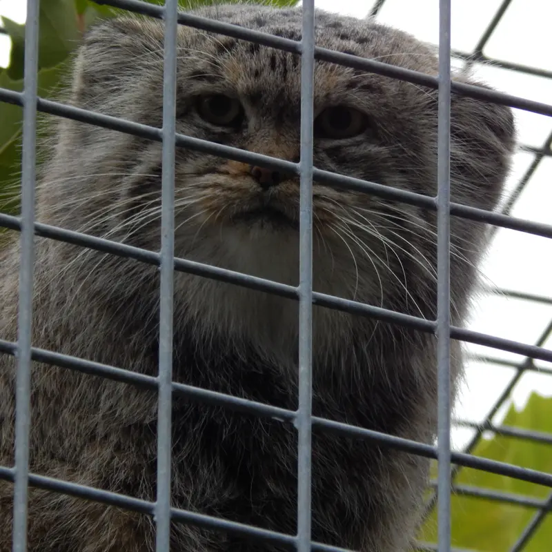 A photograph of Aldan in Zie-Zoo