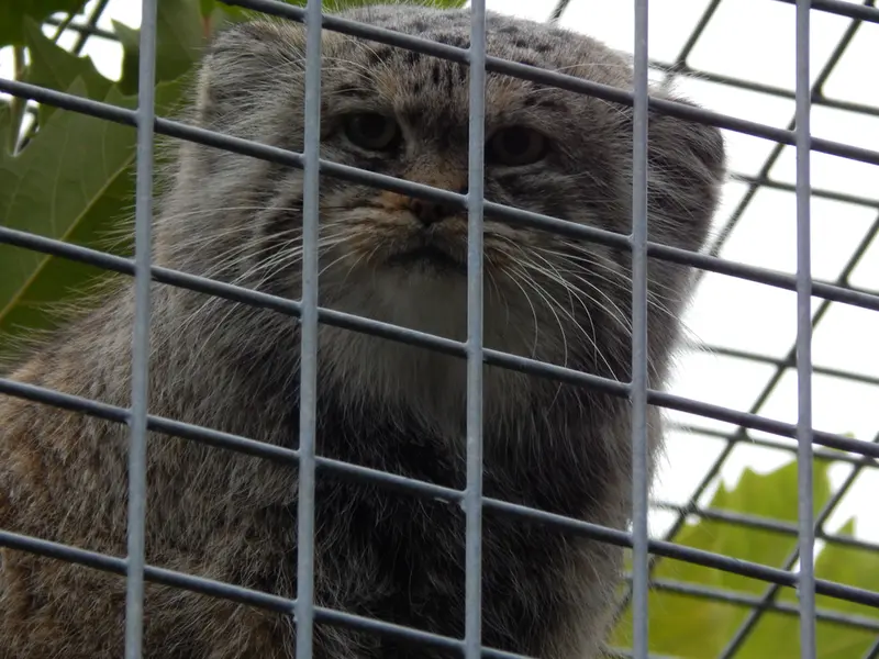 A photograph of Aldan in Zie-Zoo