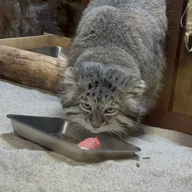 A photograph of Klyon in Ueno Zoological Gardens