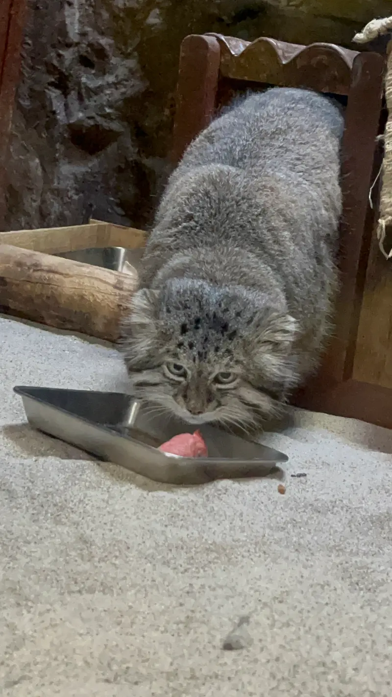 A photograph of Klyon in Ueno Zoological Gardens