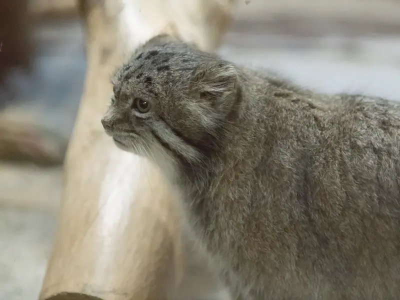 A photograph of Klyon in Ueno Zoological Gardens