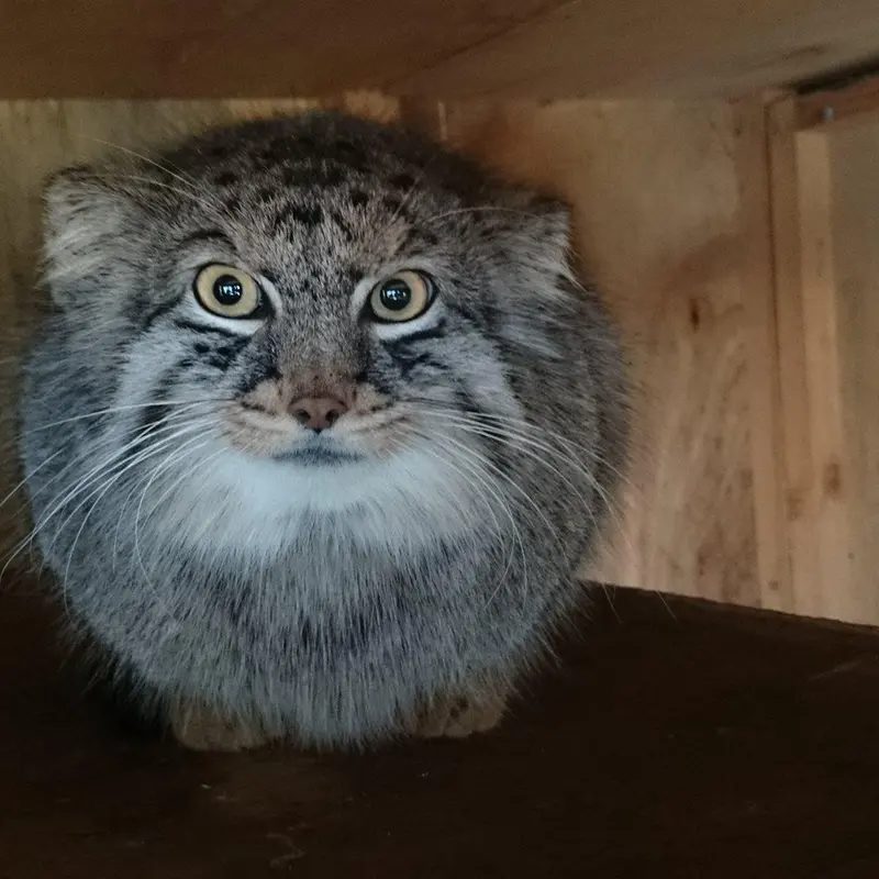 A photograph of Shar in Saitama Children's Zoo