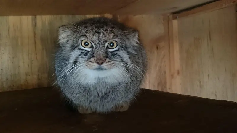 A photograph of Shar in Saitama Children's Zoo
