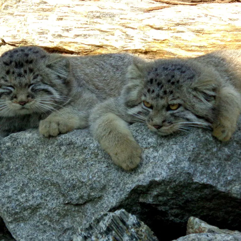 A photograph of Cota and Yeke in Wrocław Zoo