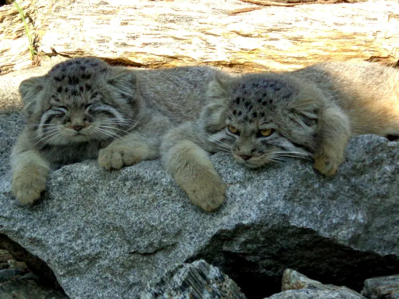 A photograph of Cota and Yeke in Wrocław Zoo