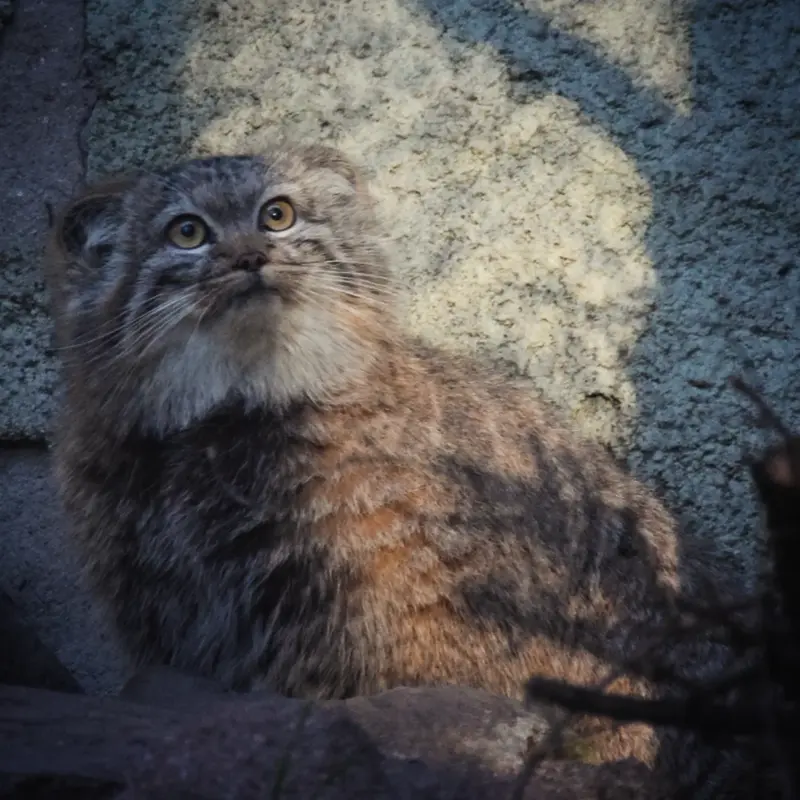 A photograph of Lucy in Budapest Zoo &amp; Botanical Garden