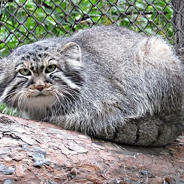 A photograph of Zelenogorsk in Novosibirsk Zoo