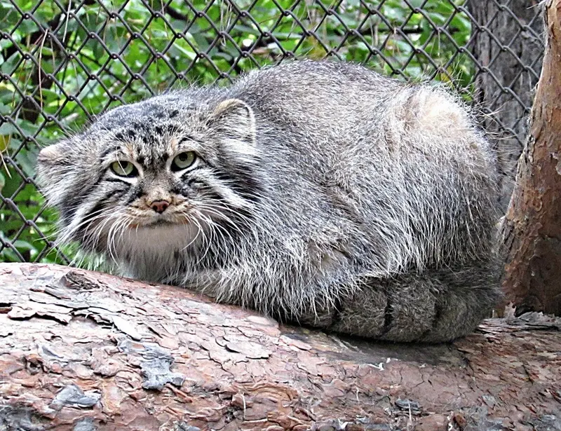 A photograph of Zelenogorsk in Novosibirsk Zoo