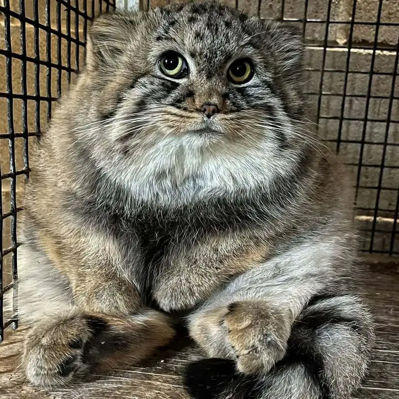 A photograph of a Pallas's cat