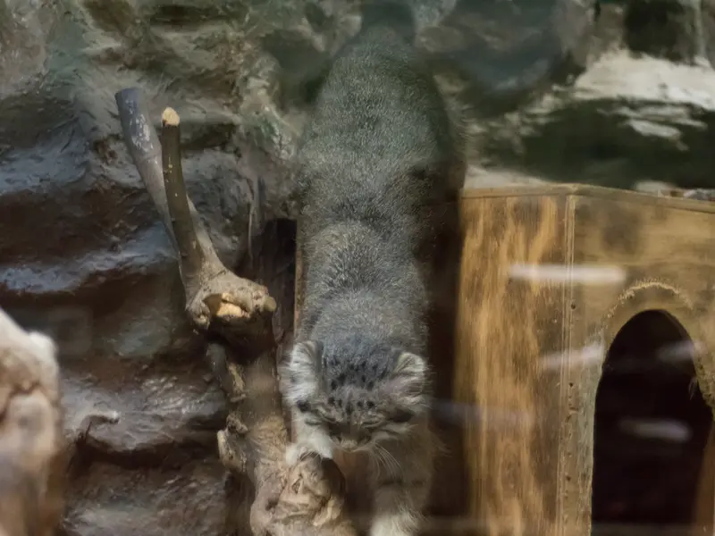 A photograph of Klyon in Ueno Zoological Gardens