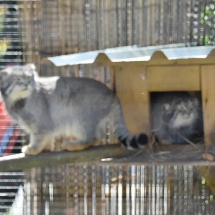 A photograph of a Pallas's cat
