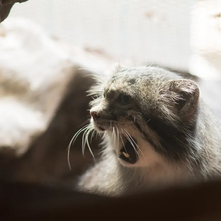 A photograph of Klyon in Ueno Zoological Gardens