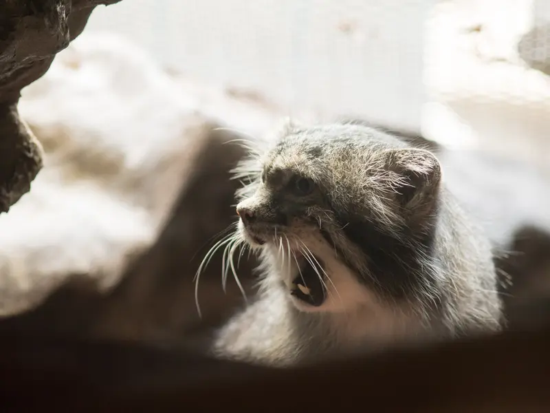 A photograph of Klyon in Ueno Zoological Gardens